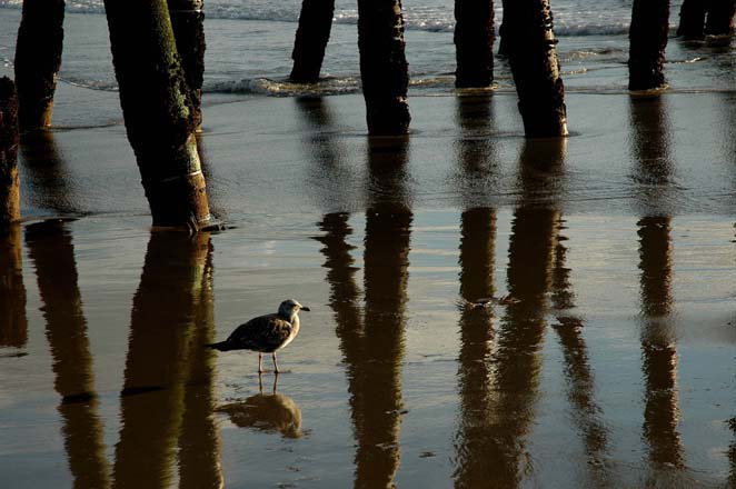 Pier Sentry